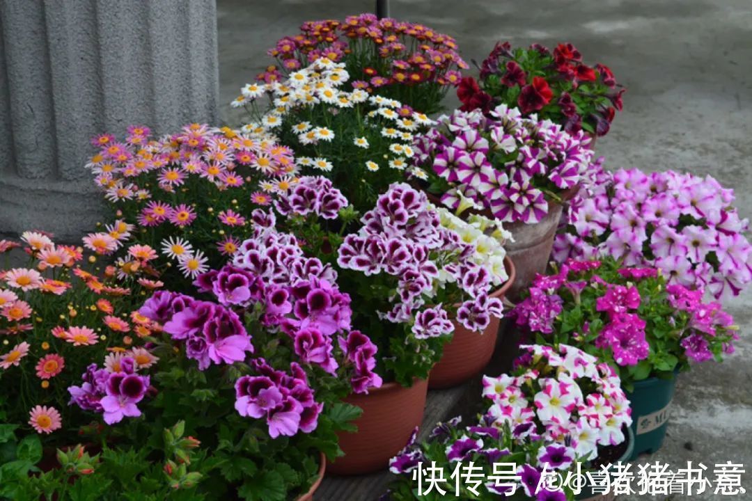 超好养的18种植物,第一名竟然是它!绿萝只能排倒数