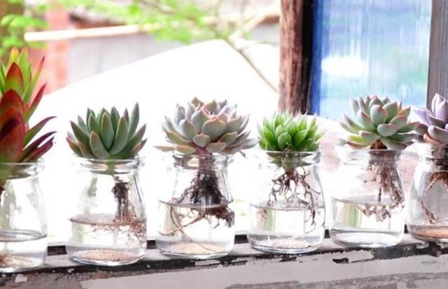 土培|多肉丢水里好度夏，叶子疯狂吸水，几天就变胖了