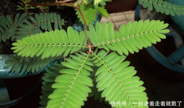 眼球|此花是一种有礼貌的植物,非常的迷人与可爱,十分的吸引人的眼球