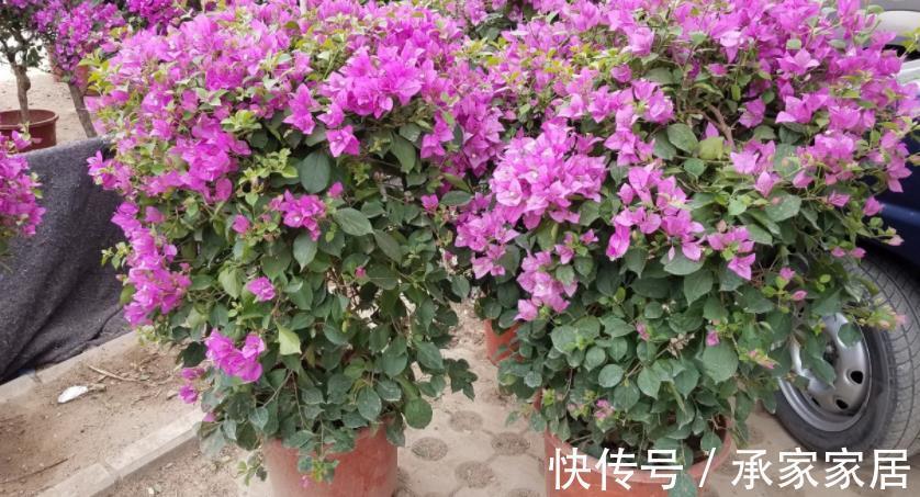 泥炭土|扦插三角梅，该怎么获取成功？抓住3点，枝条轻松变成小花苗