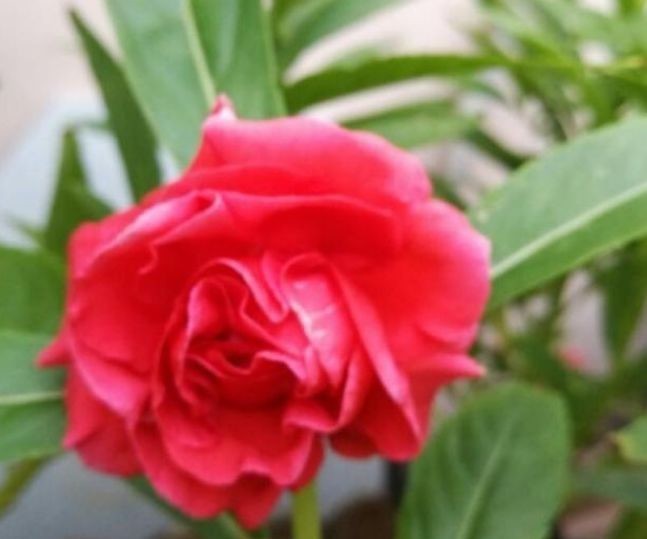 花卉|四种花常年开花易爆盆,被称为花卉界的劳模,好养活还不贵