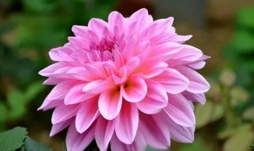 这几种花越养越上瘾，简直是爱花人的福音