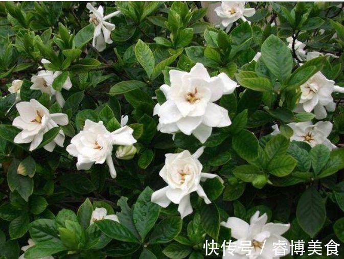 家养此款花卉,便宜又好养,四季开花,花色多,一盆能养一辈子!