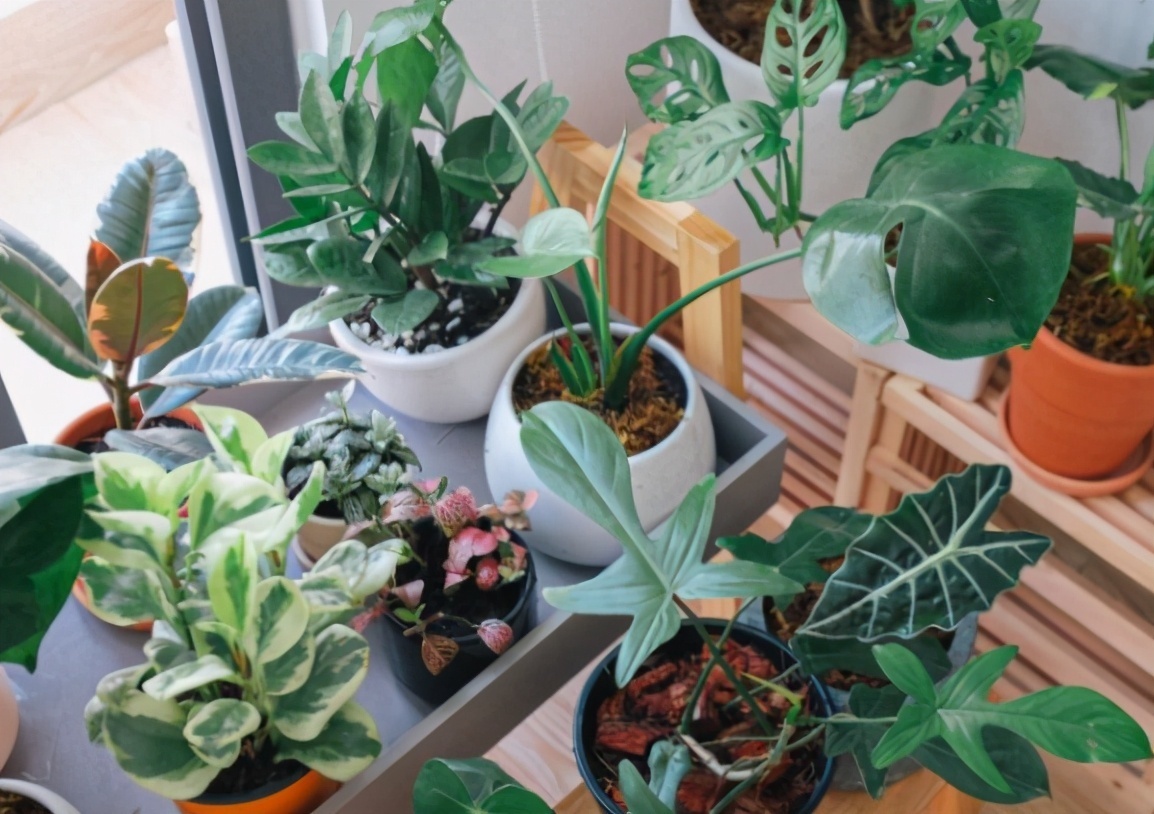 根系|养花记住6句“浇水口诀”，新手最适用，再也不会干根烂根了