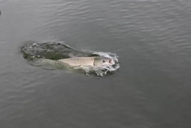 遇见大鱼打桩，不想切线或者断竿，这样做就能搞定！