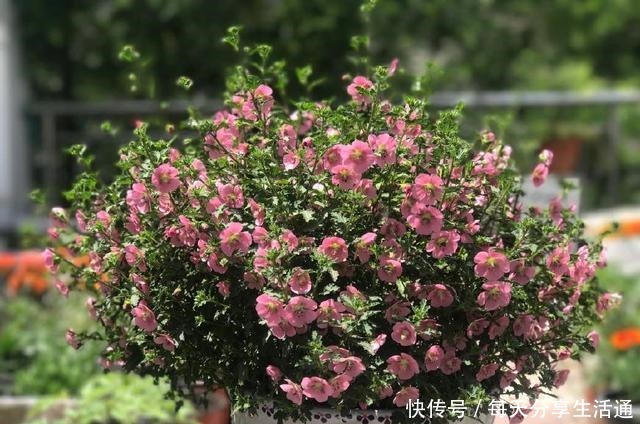 花期最长的植物,号称开花机器,四季有花开,养护容易,值得拥有!