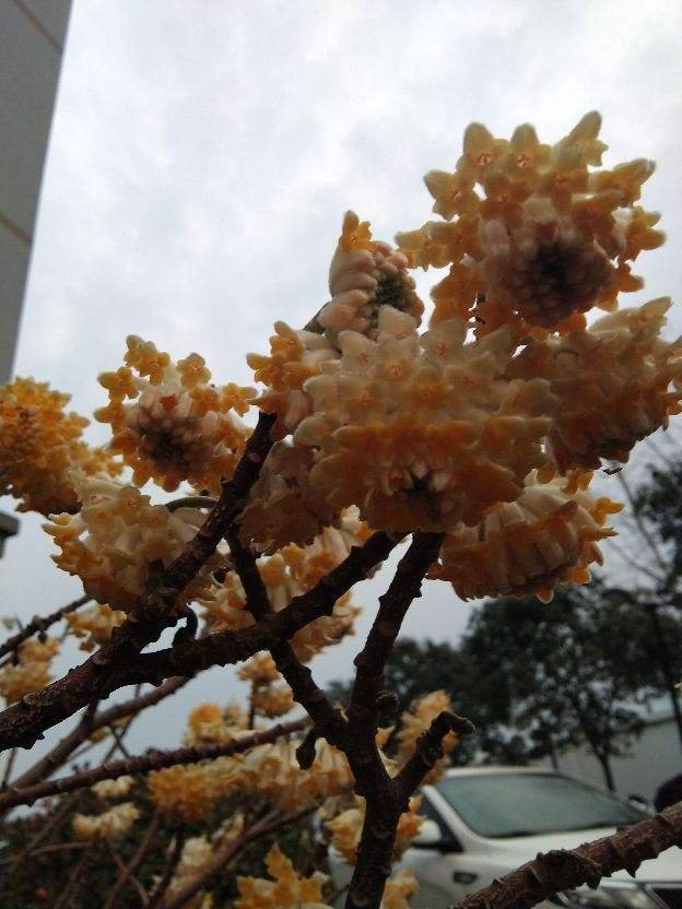 花花|家里种一株“黄金花”，开花金灿灿有好寓意，满屋子都是香味