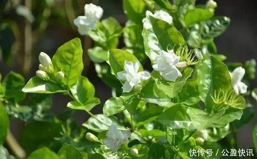 花苞|3种花就是醋坛子，浇水加几滴，叶子油绿发亮