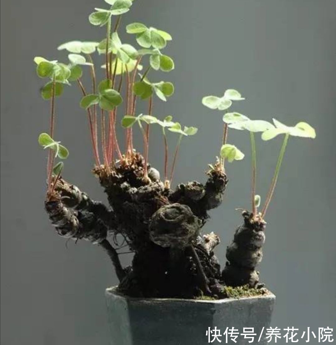 遇到4种小植物，回家养起来，打造成漂亮小盆景