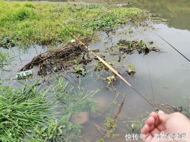 鱼口|轻口鱼难钓?按我的方法做一钓一个准,再小的口也能逮住