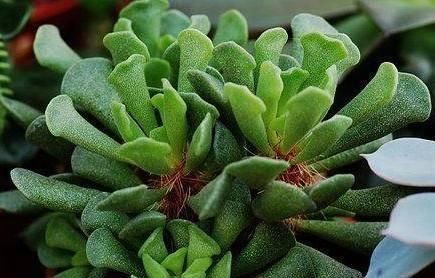 多肉长“胡须”，剪还是留只看一点就知道，养成漂亮茂盛老桩