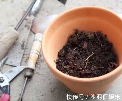 盆景|9月如何养玉树2个“技巧”,让它更加繁茂,枝干木质化,成小树