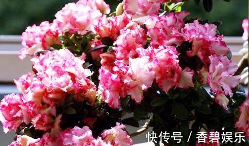 比利时|来自比利时的珍稀花卉,花色艳丽,开花就爆盆,养一盆四季有花赏