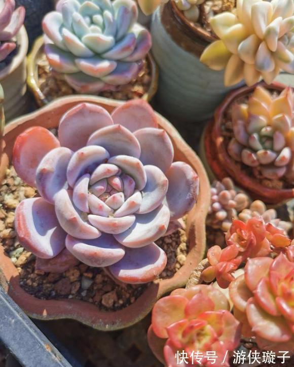 根系|7种大盆栽,冬天正“虚弱”,赶紧断水,多浇一杯水,灌死一大片