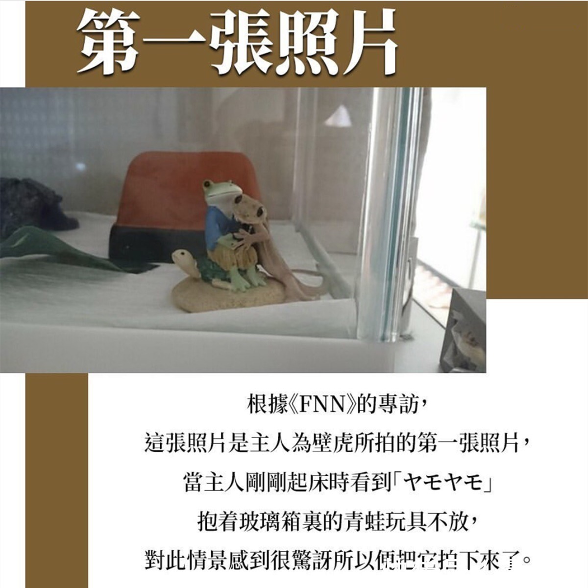 平凡的世界|三次元的壁虎喜欢拍照,萌出二次元的感觉,这是转生成为壁虎吧