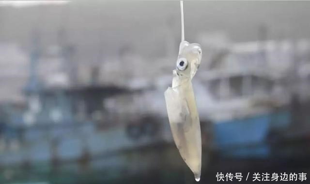 东山海鲜界的第一网红小管,究竟有多好吃!