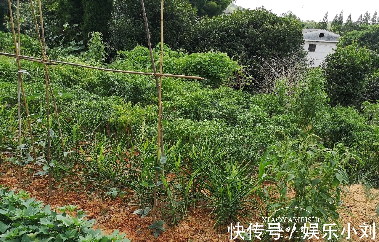 农庄|在小区租了一分菜地，年租金900元，5年到期了，是否还要继续？