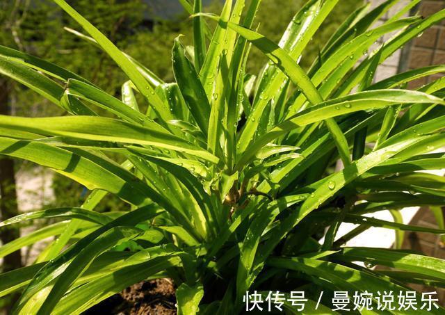 板结|入冬后,盆土变成“铁板石”,多用这两种水浇花,就能明显缓解!