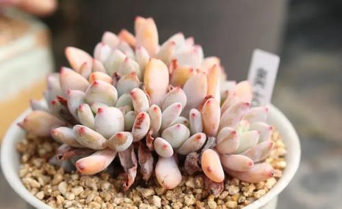 春天种下3种多肉,耐热好养易群生,35摄氏度照样生机勃勃