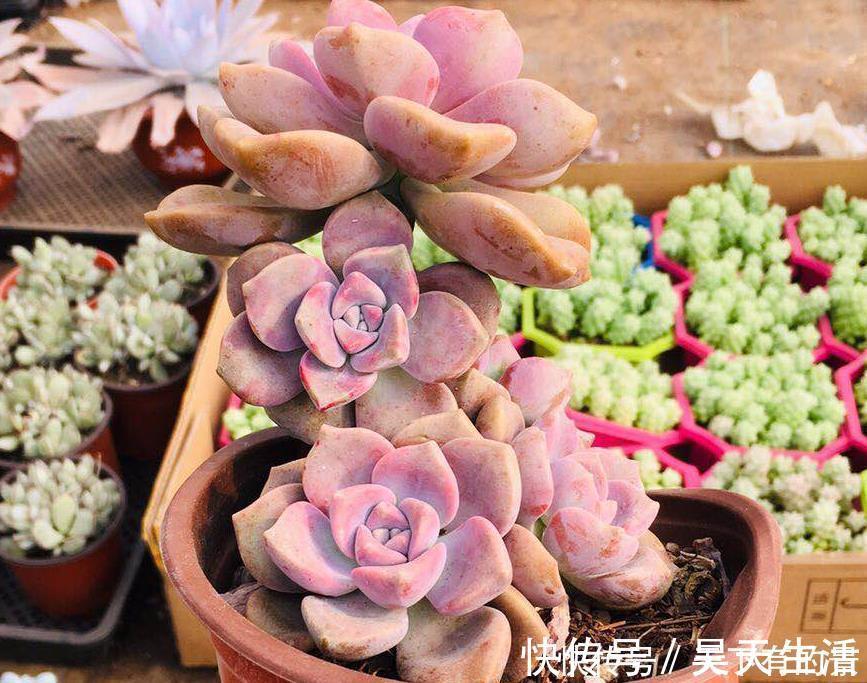 徒长|有1片叶子就能活的紫乐，夏季盆栽，注意3点才叶子肥美