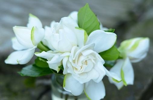 栀子花|栀子,茉莉不要抱怨养得不好用这种“肥水”浇,疯了不能坚持很久,旺盛