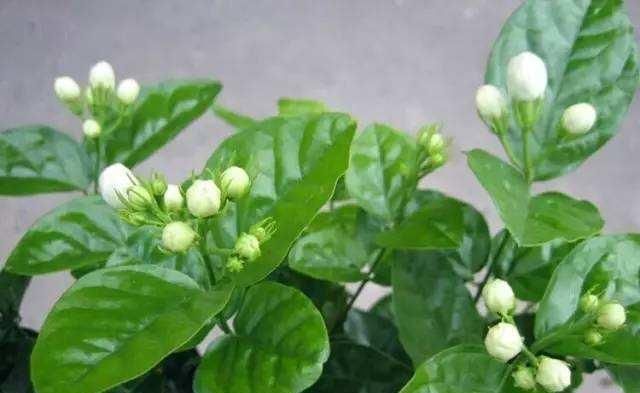 茉莉花都养不活快学3个“小技巧”,生长开花不间断,满屋飘香