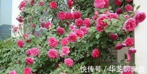给月季喂点大补肥,15天冒出一圈笋芽,开出层叠群花!