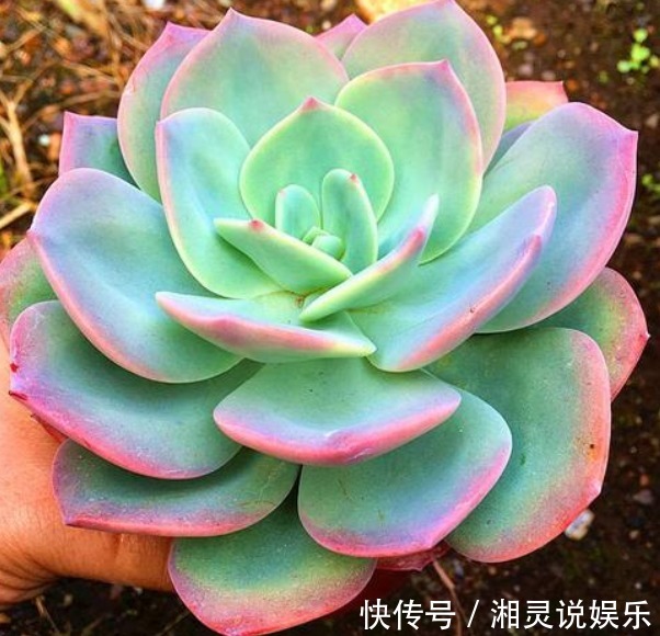 家中常备“巨无霸”多肉，养家里能撑场面，多肉爱好者们快养一盆