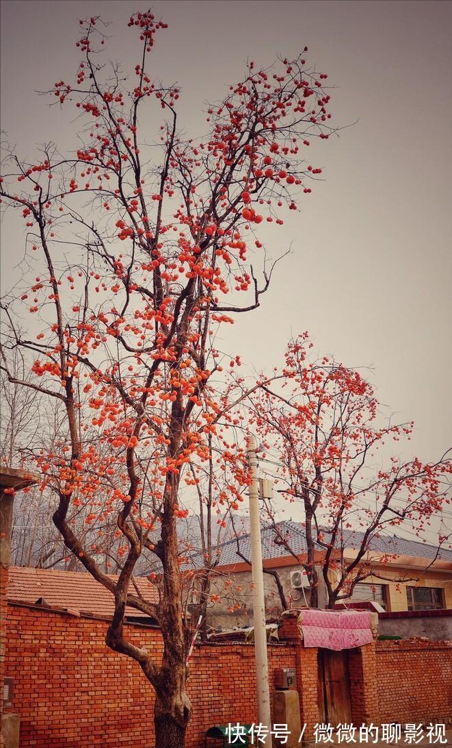 7种“旺宅树”,家有空地建议种一棵,能吃好看,旺财添福寓意好