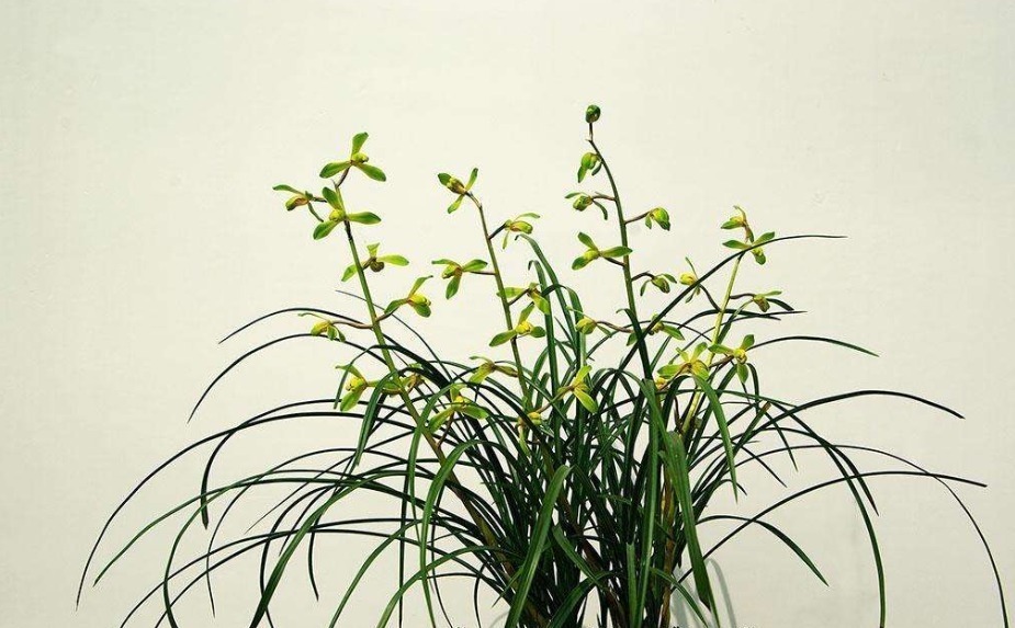 化肥|兰花施肥,用“不花钱”的肥料,植株旺盛,开花开的多