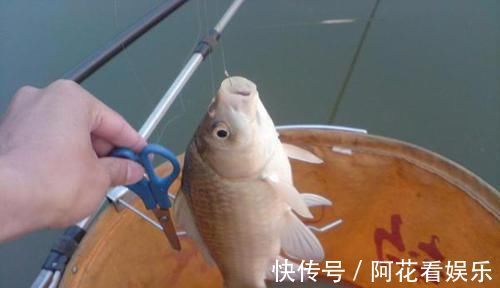 鲫鱼|手竿钓鲫鱼经常跑鱼，可以试着这样调整，让中鱼率飙升几倍