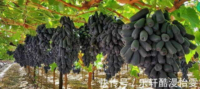 空地|家中有空地,此树种2棵,甘甜可口,比桃子梨好吃,种植简单易活