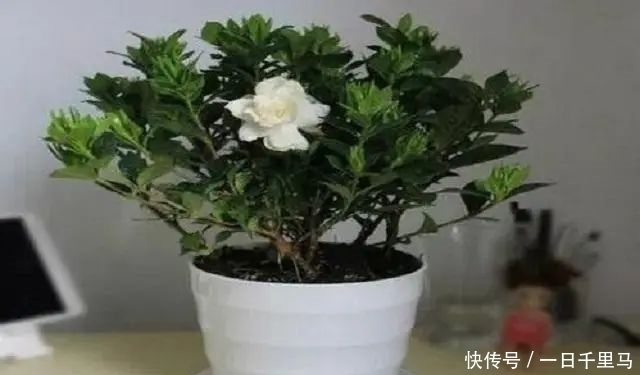 浇灌|养花3大“营养液”,养花时浇对了,就算不施肥,花卉长势也极佳