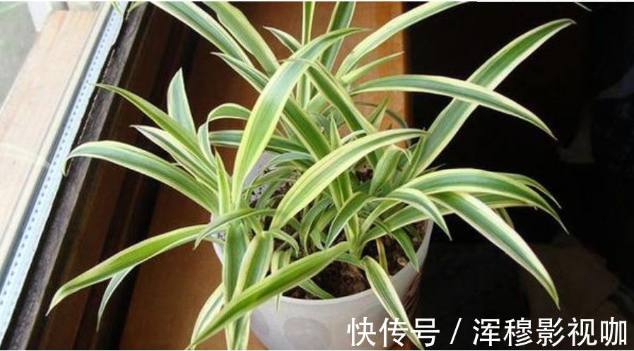 虎皮兰|家中常养5种花“不用买”掐个枝条插土里就能活，7天就生根！