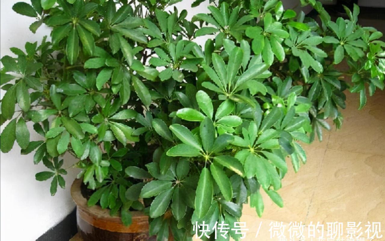 磷酸二氢钾养花作用大,它有很多个“妙用”,很多人就只知道一个