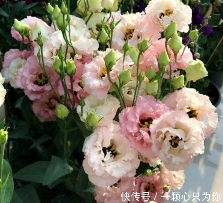 客厅养花选此几款，花期长花色艳，家里变成小花园