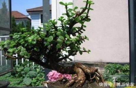 小花|家里养上“3种花”,寓意吉祥,观赏价值高,比发财树强10倍!