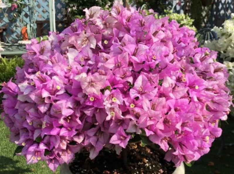 想要三角梅开花不断,掌握3个技巧,蹭蹭冒花芽,开完一茬又一茬