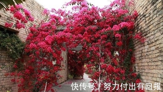 过年在朋友家住,院子设计太美了,满院子都是花卉,拍给大家看看