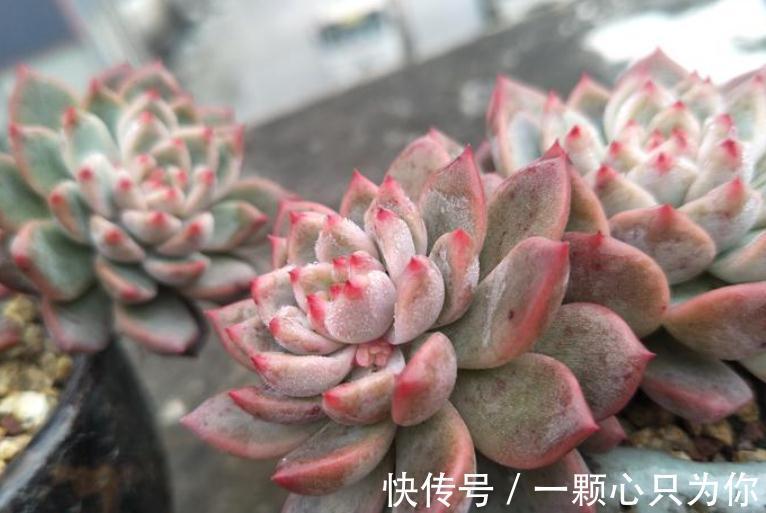 养多肉霜花,盆栽多注意这些细节,茎叶又绿又粉,贼好看