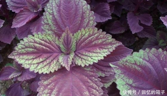 常吃|湿气重百病缠身,常吃这3种食物,排出体内湿毒,无病一身轻!