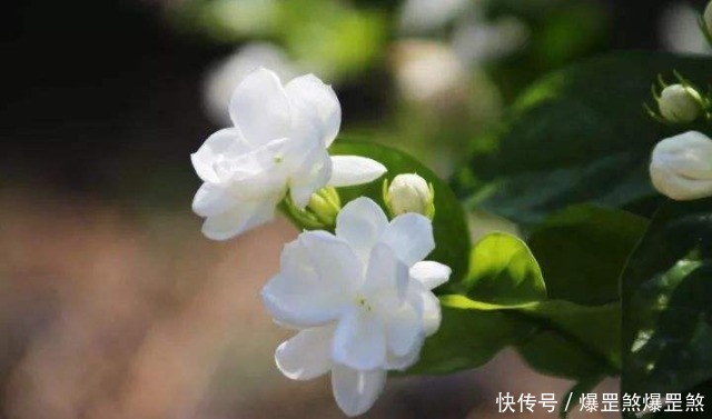 茉莉花的养护技巧,记住这几点,才能花开爆盆芳香四溢!