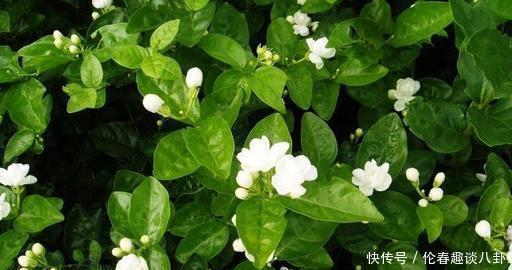 营养液|最厉害的养花营养液给茉莉花喝一勺,叶子翠绿,一盆开花100朵