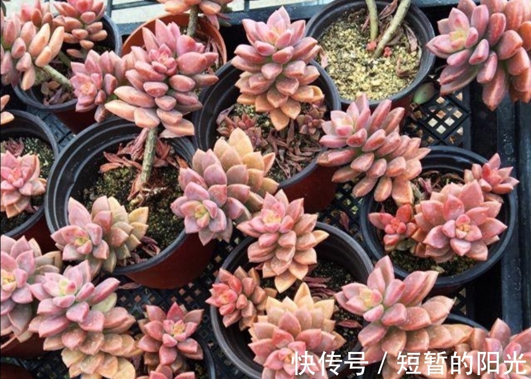 6种普通多肉,好养又漂亮,很容易养成老桩盆景