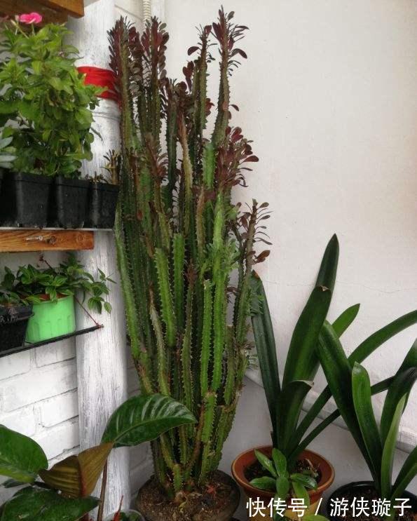 根系|7种大盆栽,冬天正“虚弱”,赶紧断水,多浇一杯水,灌死一大片