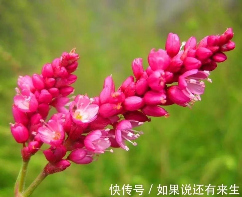 红蓼花!成束之美!难得一见!