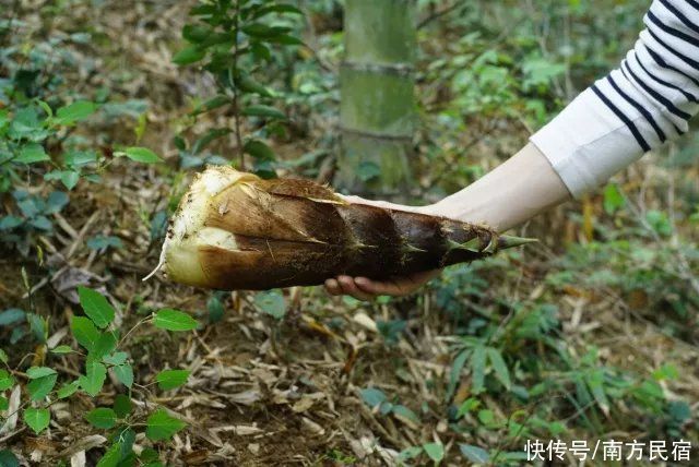 原生态|安吉竹林深处精品民宿，拥泉而居枕山而眠享山野静谧生活丨息心庐