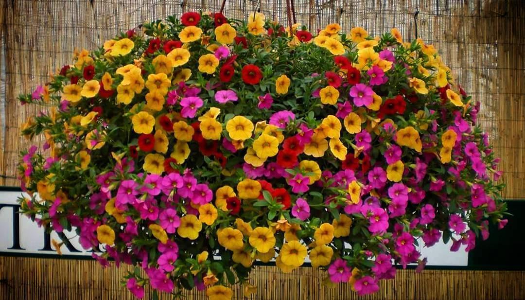 养护|阳台爆盆首选百万小铃,这样养护开花不断,长成花球