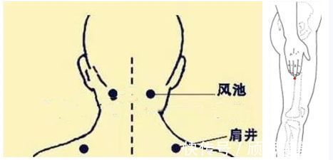 金银花|5个信号一出现,肝火“烧”起来了,自己动手,给肝“去去火”