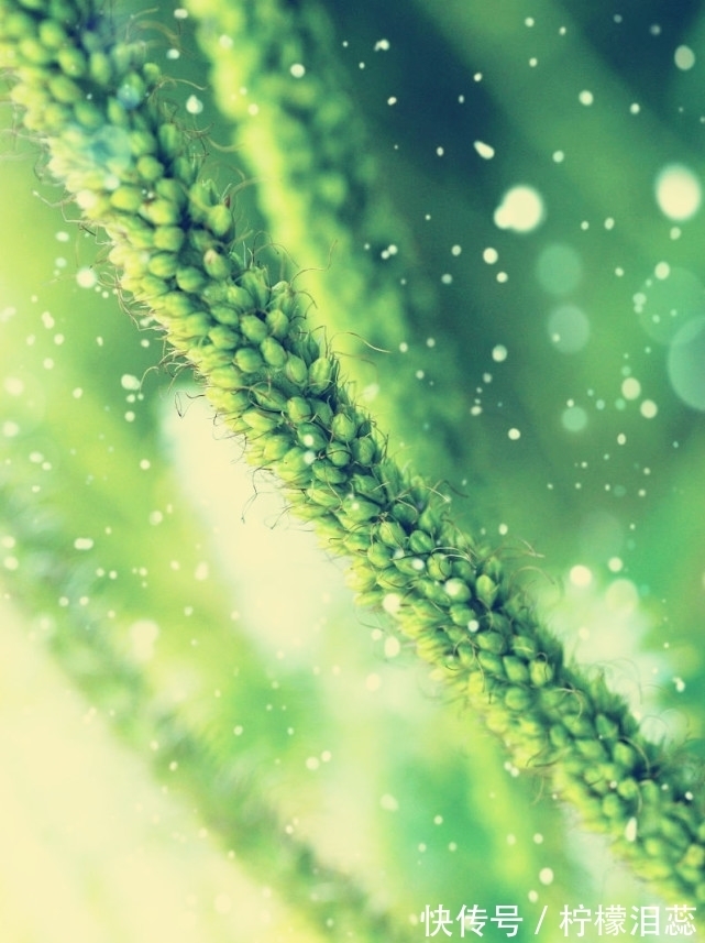 兰玉#国学常用典故:犊车麈尾 举案齐眉的故事